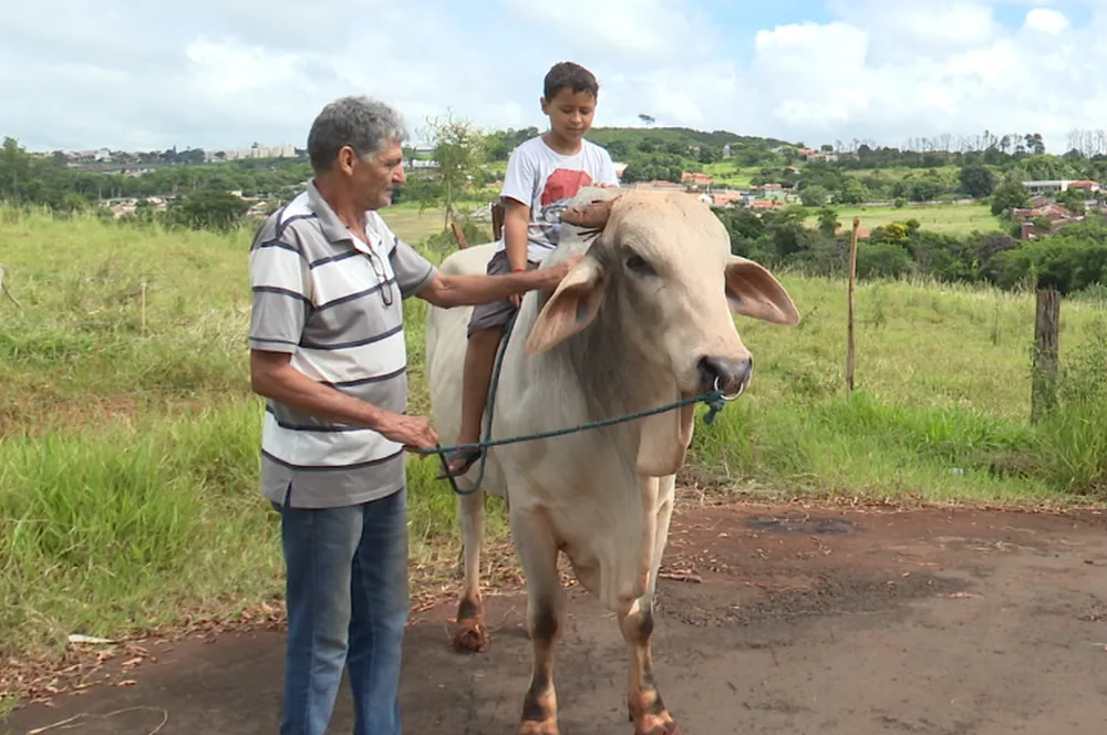 touro nelore adastrado