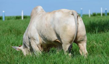 aumentar peso do gado com capineira