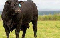 Bovinos taurinos e zebuínos