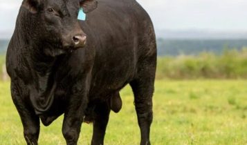 Bovinos taurinos e zebuínos