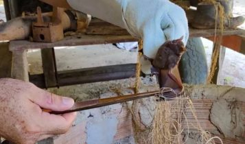 Adepará investe em prevenção e vacina 10 milhões de animais contra raiva em 2022