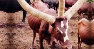 vaca da raca ankole-watusi com tres chifres