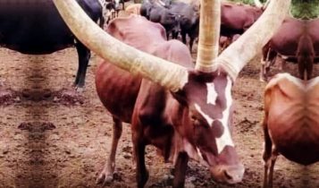 vaca da raca ankole-watusi com tres chifres