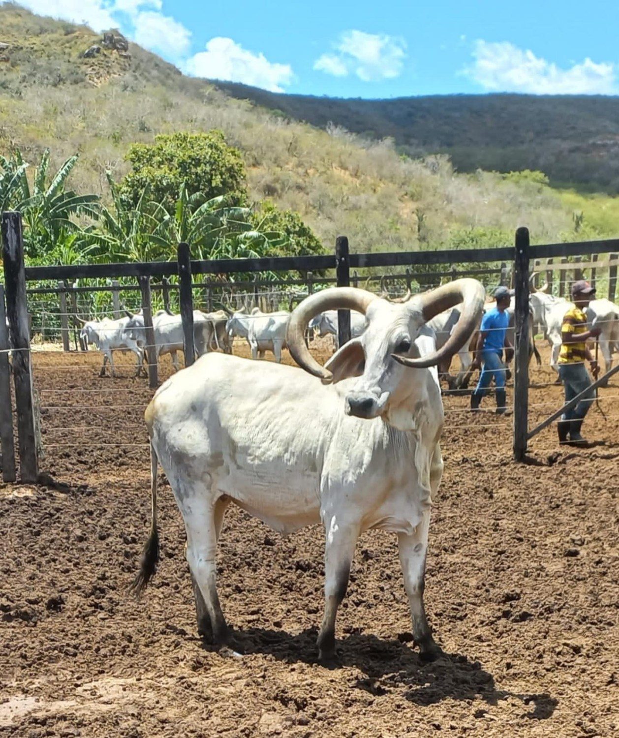 vaca guzera com os chifres diferentes