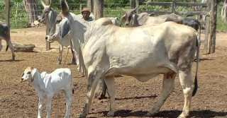 vaca guzera padrao com bezerro ao pe