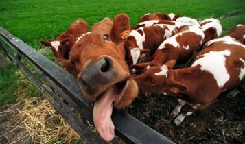 Vaca louca: conheça a doença e saiba como preveni-la