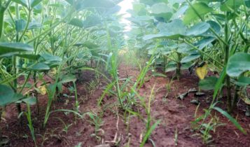 Importância de herbicidas pré-emergentes no manejo de plantas daninhas resistentes na soja