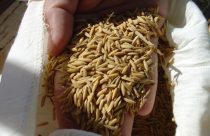 SC inicia colheita de arroz com perspectiva de colher 9,5% mais