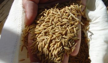 Apesar de liquidez baixa, preços do arroz seguem firmes