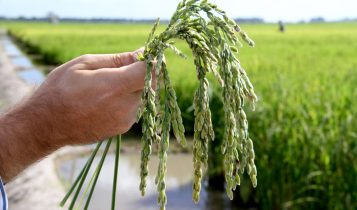 Rizicultores gaúchos enfrentam desafios climáticos para o início da safra de arroz 23/24