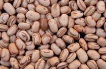 pesquisa feijao carioca