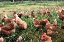 A iniciativa já conta com as certificações de bem-estar de galinhas livres de gaiolas, galinhas caipira e para produção livre de antibióticos