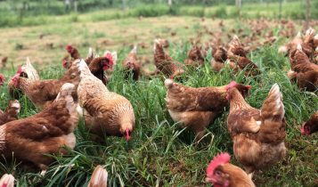 A iniciativa já conta com as certificações de bem-estar de galinhas livres de gaiolas, galinhas caipira e para produção livre de antibióticos
