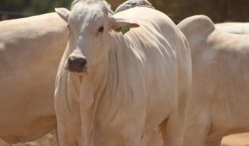 Assocon: novo comando tem muitas iniciativas em prol dos pecuaristas, em 2022