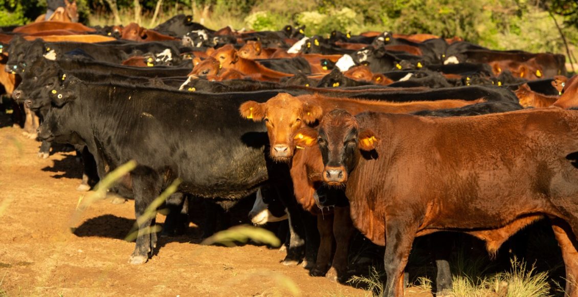 Bovinos - Crédito Eduardo Marcanth Rosso Divulgação