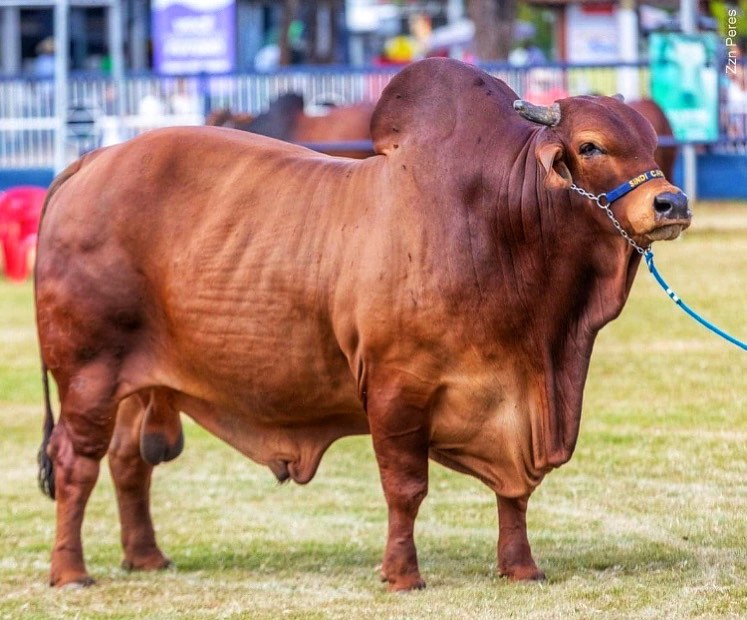 Campeão Nacional EXPOZEBU 2022 – Jundu da Estiva (Guerreiro AJCF X Elisa FIV Cariri) / Foto: Sindi G. Ferraz