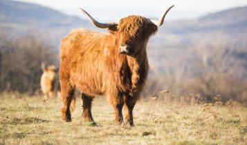 Highland, conheça a raça do bovino mais peludo do mundo
