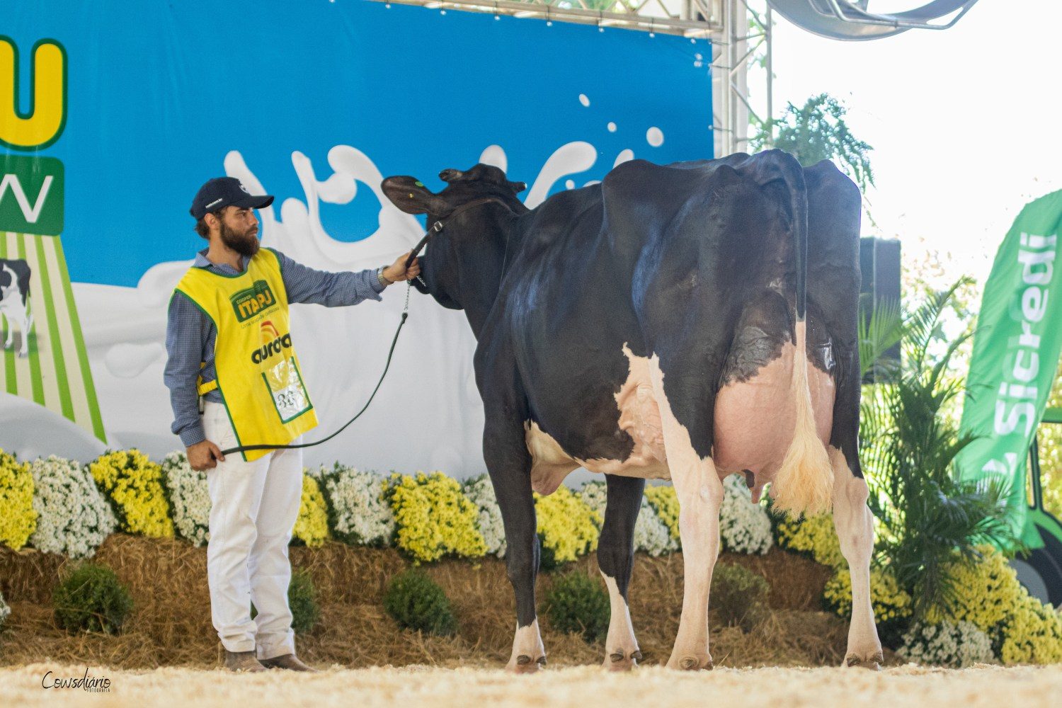 Gado leiteiro brilha na pista do Itaipu Rural Show 2023 - gado holandes 2