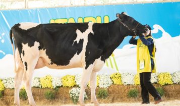 Gado leiteiro brilha na pista do Itaipu Rural Show 2023 - gado holandes 2