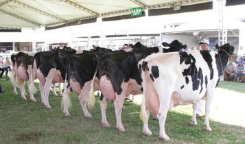 Raça Holandesa marca presença na Expoagro Cotricampo