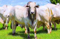 Leilão de Touros Jacamim na Origem - ricardo nicolau leiloes