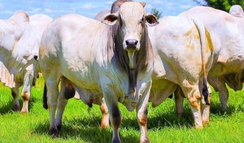 Leilão de Touros Jacamim na Origem - ricardo nicolau leiloes