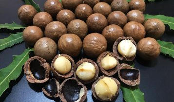 Noz macadamia macadamia integrifolia mudas
