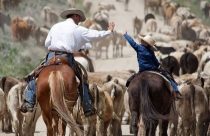 boi gordo - arroba - preço do boi