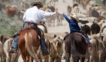 boi gordo - arroba - preço do boi