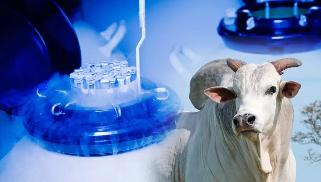 Qual melhor cenário- IATF ou monta natural