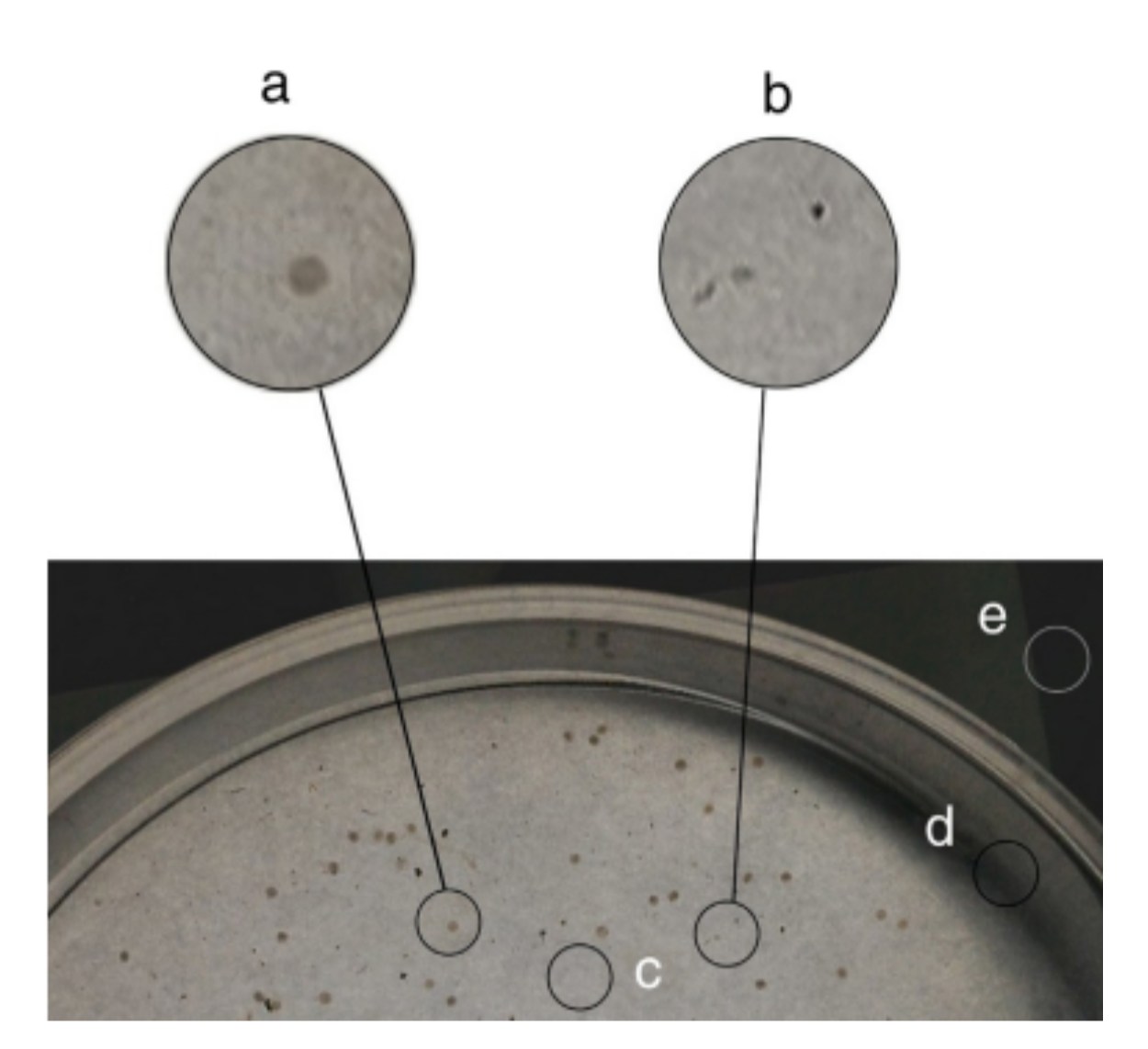 Figura 1. Representa uma imagem parcial de uma placa de petri destacando na imagem (a) oócito, (b) sujidade, (c) fundo claro, (d) e (e) fundo escuro