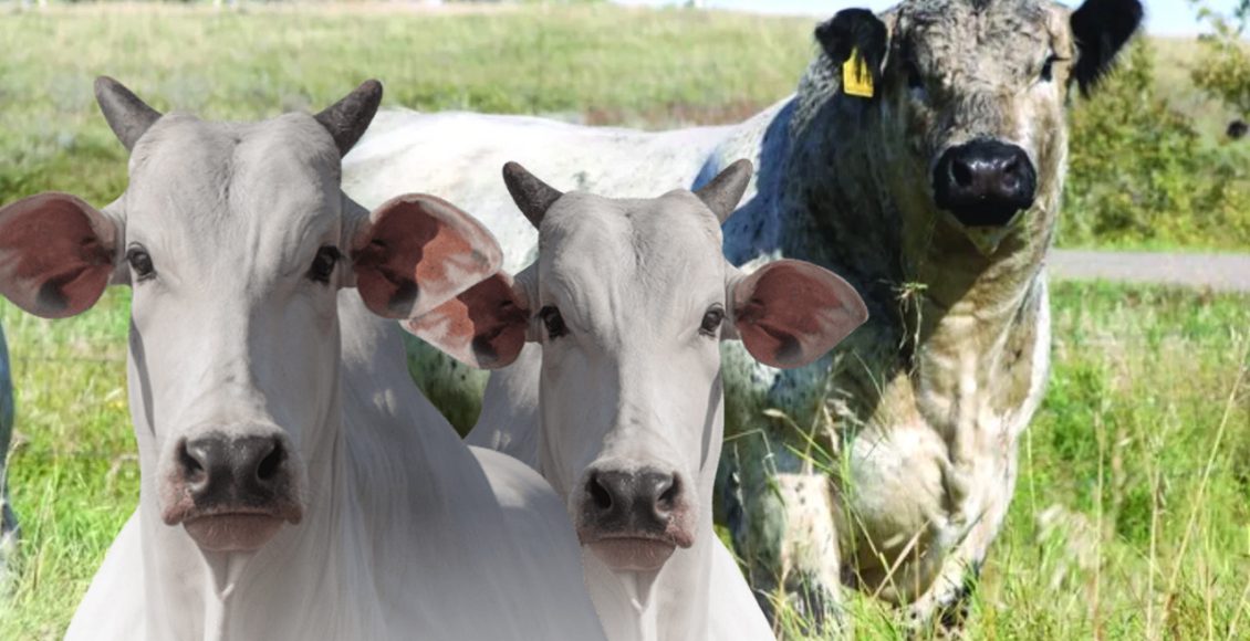 Veja os primeiros nascimentos do cruzamento Speckle Park x Nelore