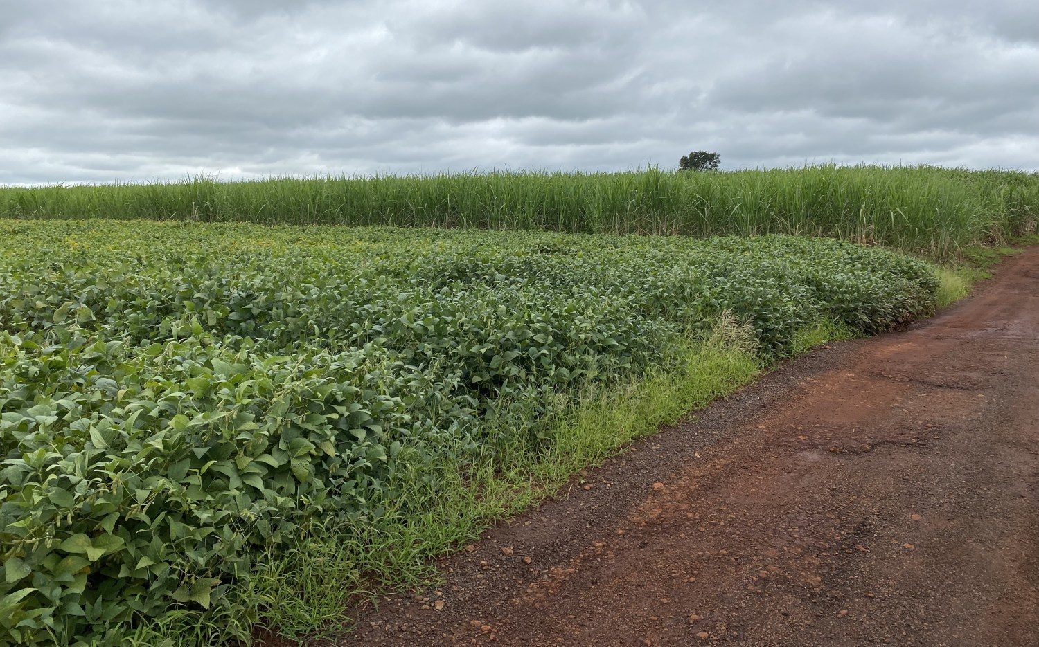 campo de soja com lavoura de cana de açucar ao fundo - cana e soja