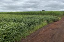 campo de soja com lavoura de cana de açucar ao fundo - cana e soja