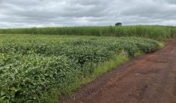 campo de soja com lavoura de cana de açucar ao fundo - cana e soja