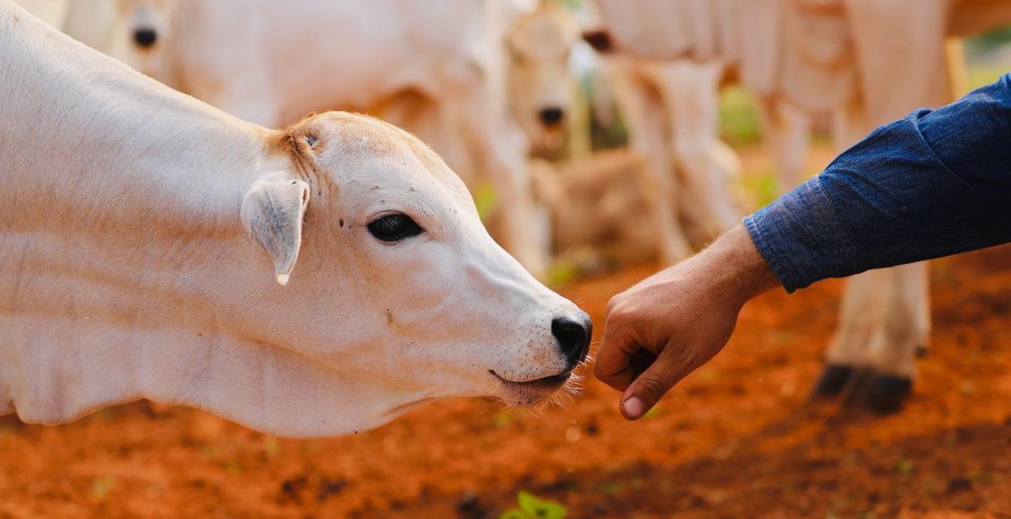 O que fazer agora na fazenda para aproveitar o próximo pico de preço do bezerro