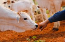 O que fazer agora na fazenda para aproveitar o próximo pico de preço do bezerro