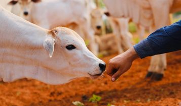 O que fazer agora na fazenda para aproveitar o próximo pico de preço do bezerro