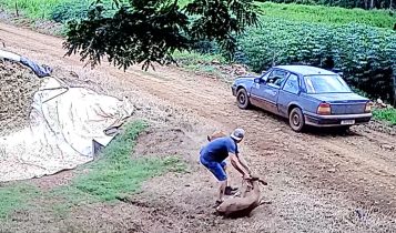 dupla é flagrada roubando bezerro