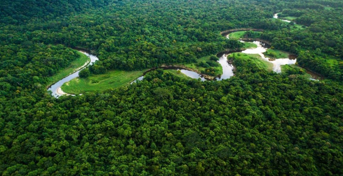 floresta amazonica - amazonia legal 2 - amazonas
