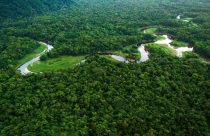 floresta amazonica - amazonia legal 2 - amazonas