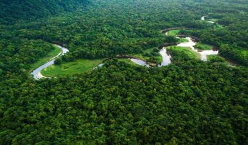 floresta amazonica - amazonia legal 2 - amazonas