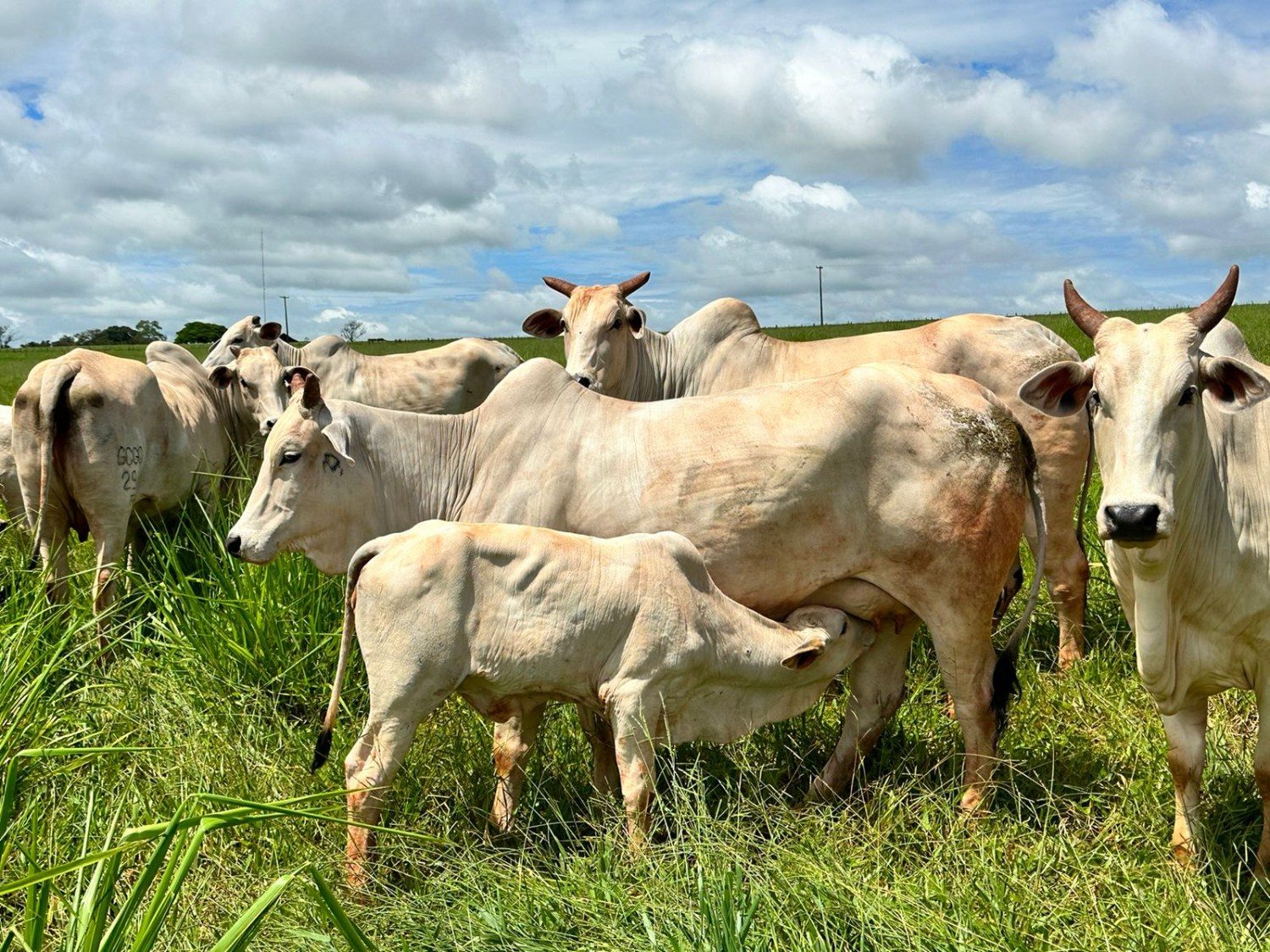 O que faz a vaca que perde a cria?