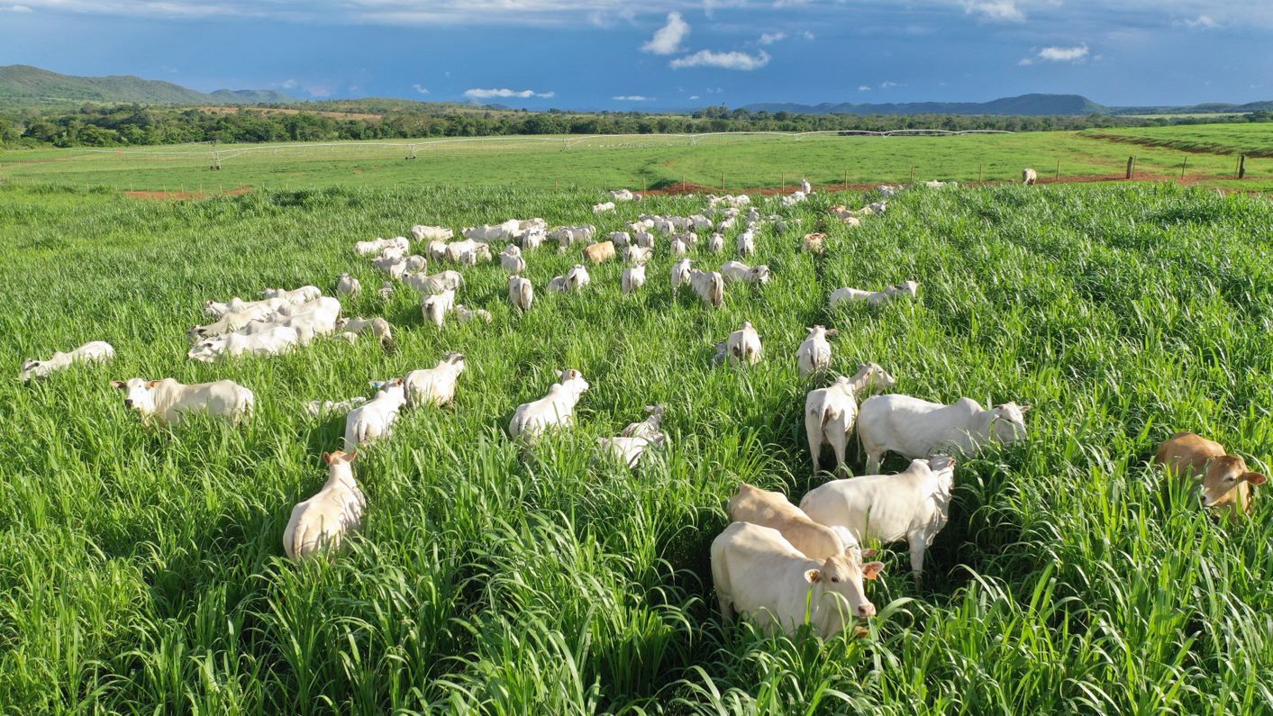 garrotes recria em boa pastagem fotoa