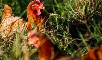 Mapa proíbe criação e exposição de aves para combater a Gripe Aviária no Brasil