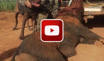 Vídeo viraliza ao mostrar Javali gigante em fazenda, “assustador”