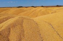 montanhas de milho armazenadas a céu aberto