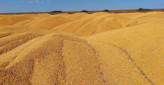 montanhas de milho armazenadas a céu aberto