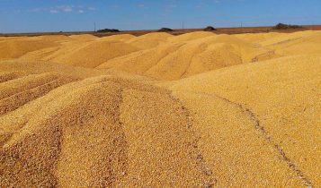 montanhas de milho armazenadas a céu aberto