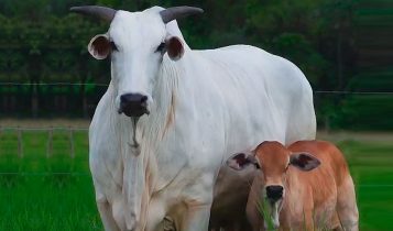 poesia do golias - matriz nelore